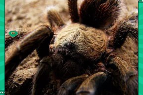 壹号- 世界足球莱万多夫斯基 